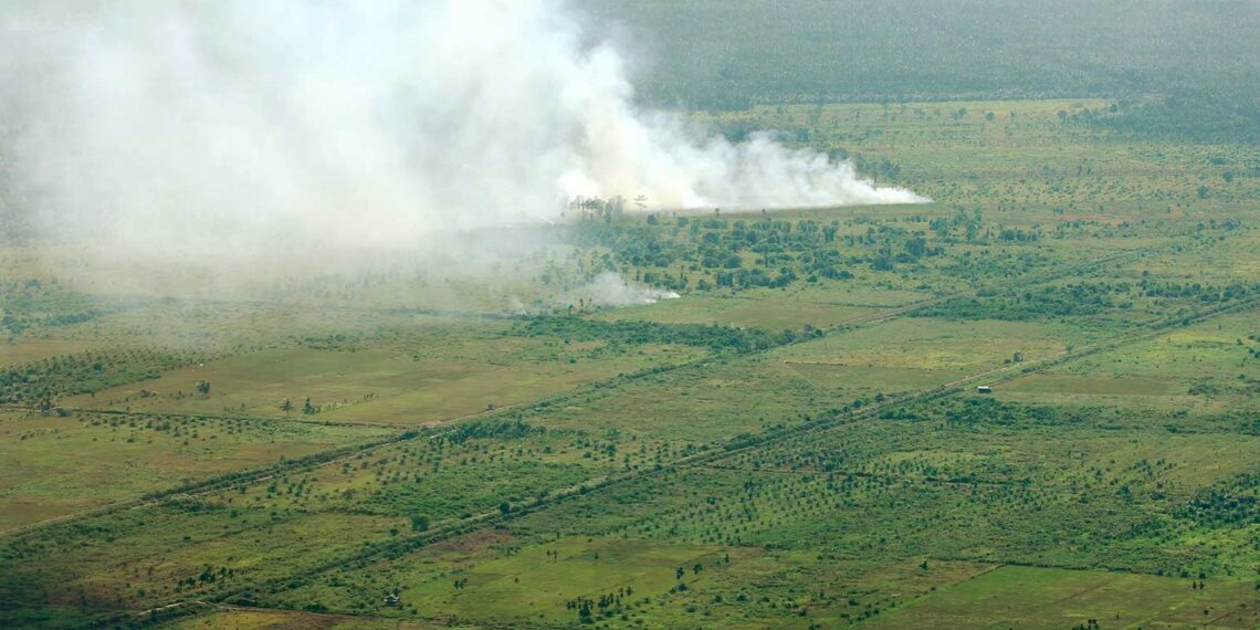 Die dunkle Seite der Palmölindustrie: Brennende Wälder in Indonesien