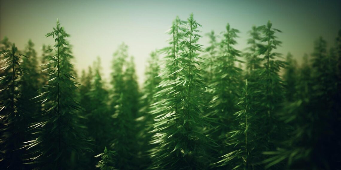 Cannabis: das Märchen von der Einstiegs­droge