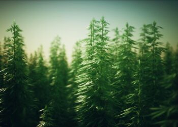 Cannabis: das Märchen von der Einstiegs­droge