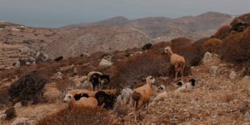 Geheimtipp: Das Gundari Resort auf Folegandros